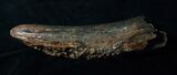 Partial Woolly Mammoth Tusk - #4420-1